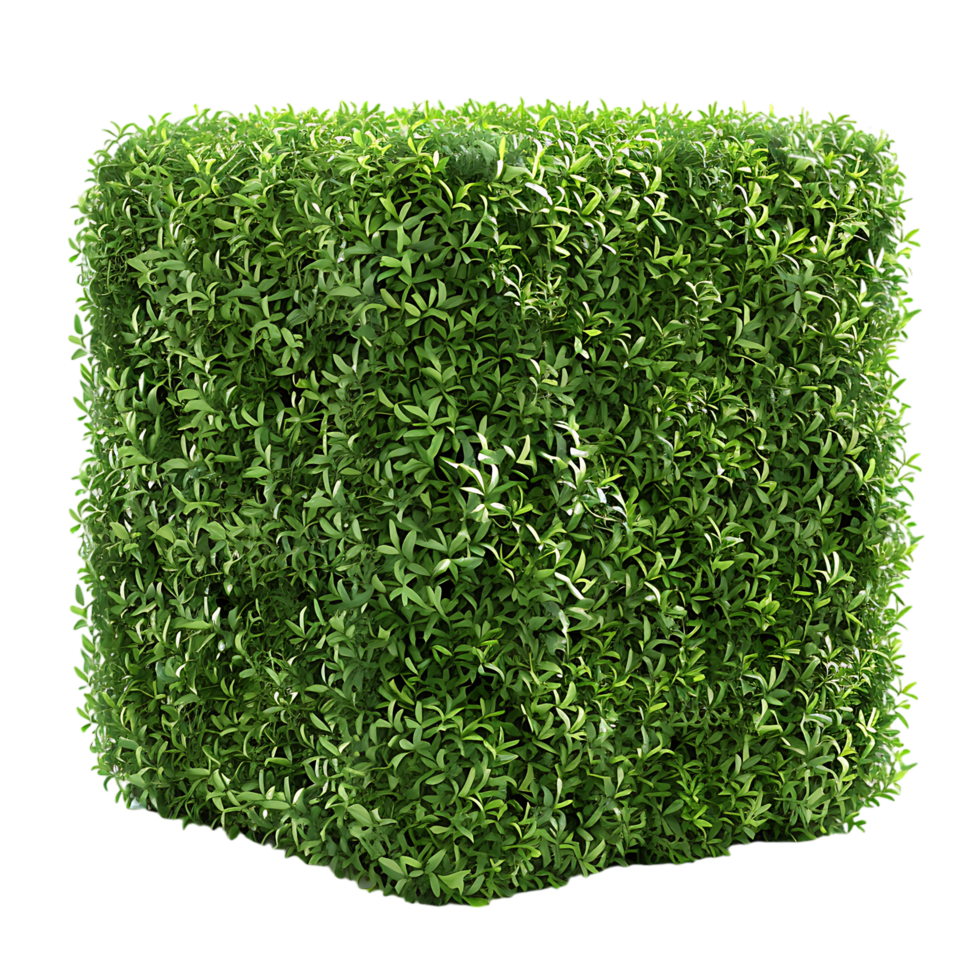 A solitary cube shaped topiary png