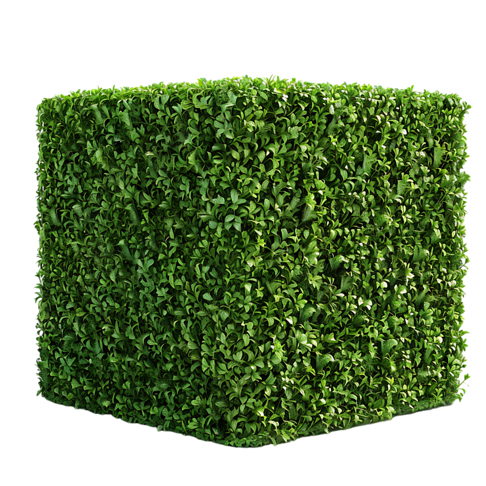 A solitary cube shaped topiary png