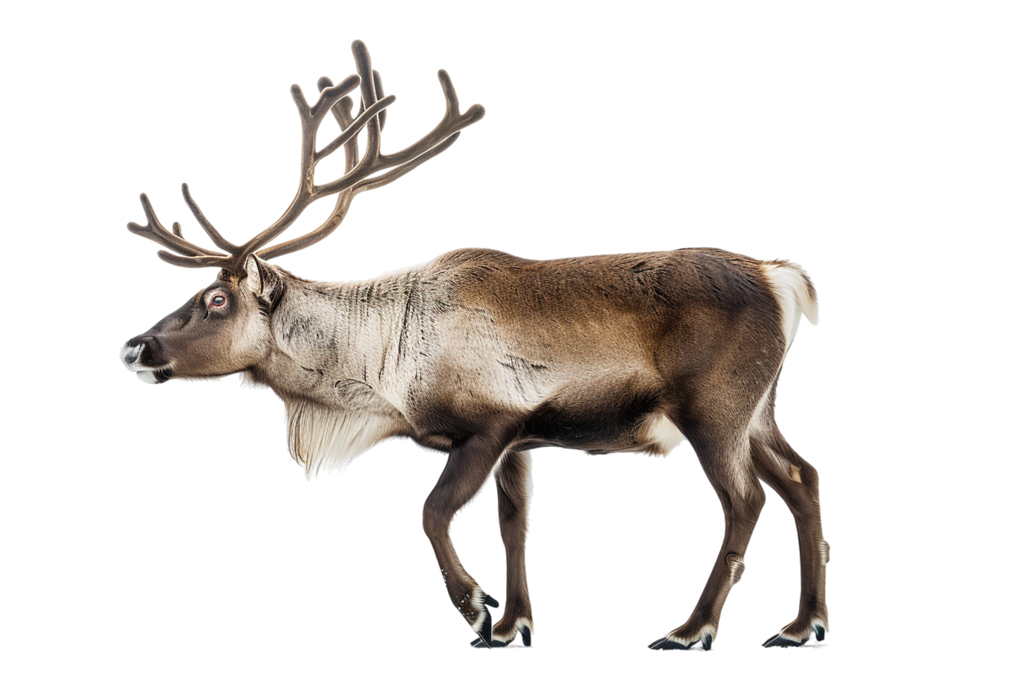 Reindeer isolated against transparent backdrop png