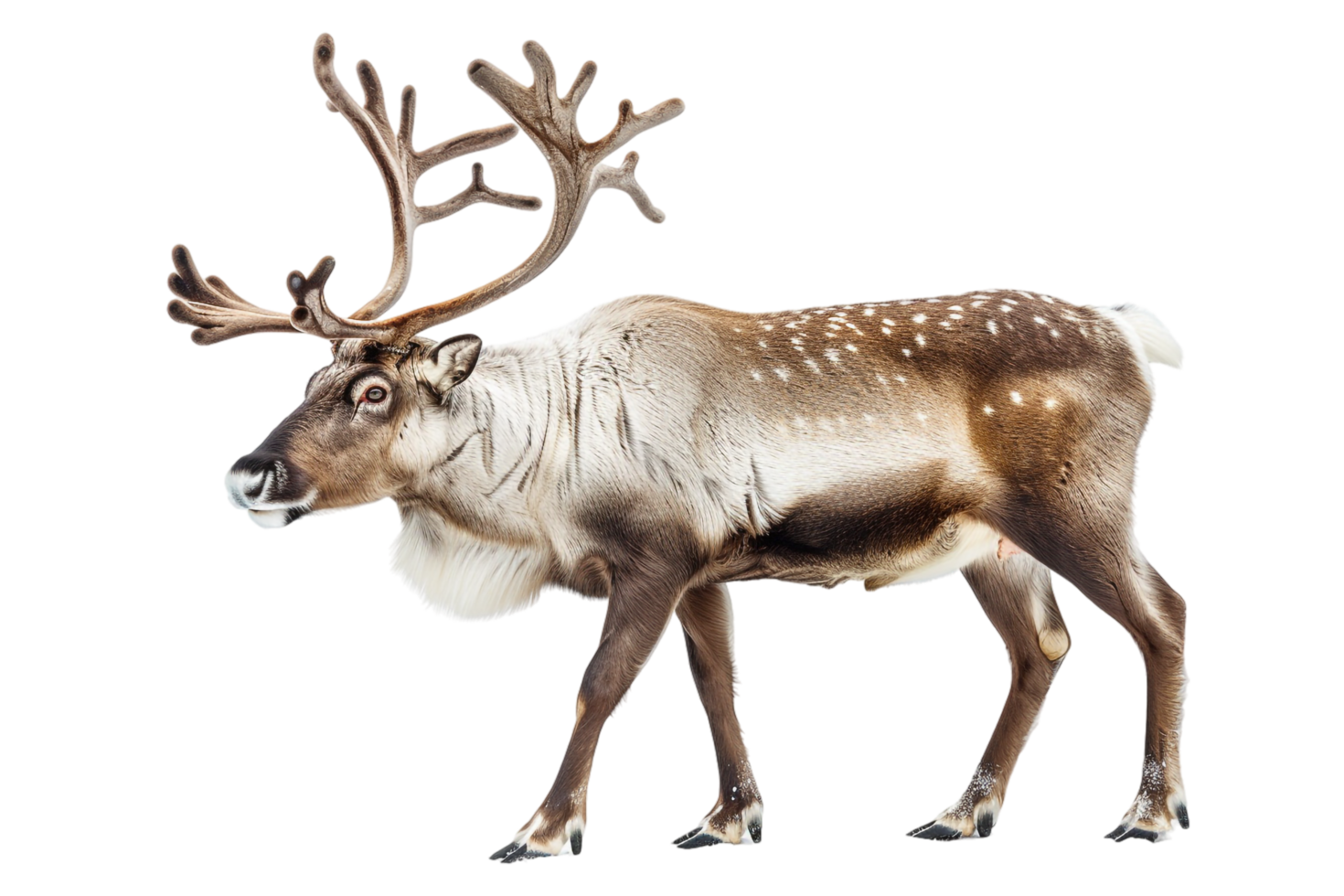 Reindeer isolated against transparent backdrop png