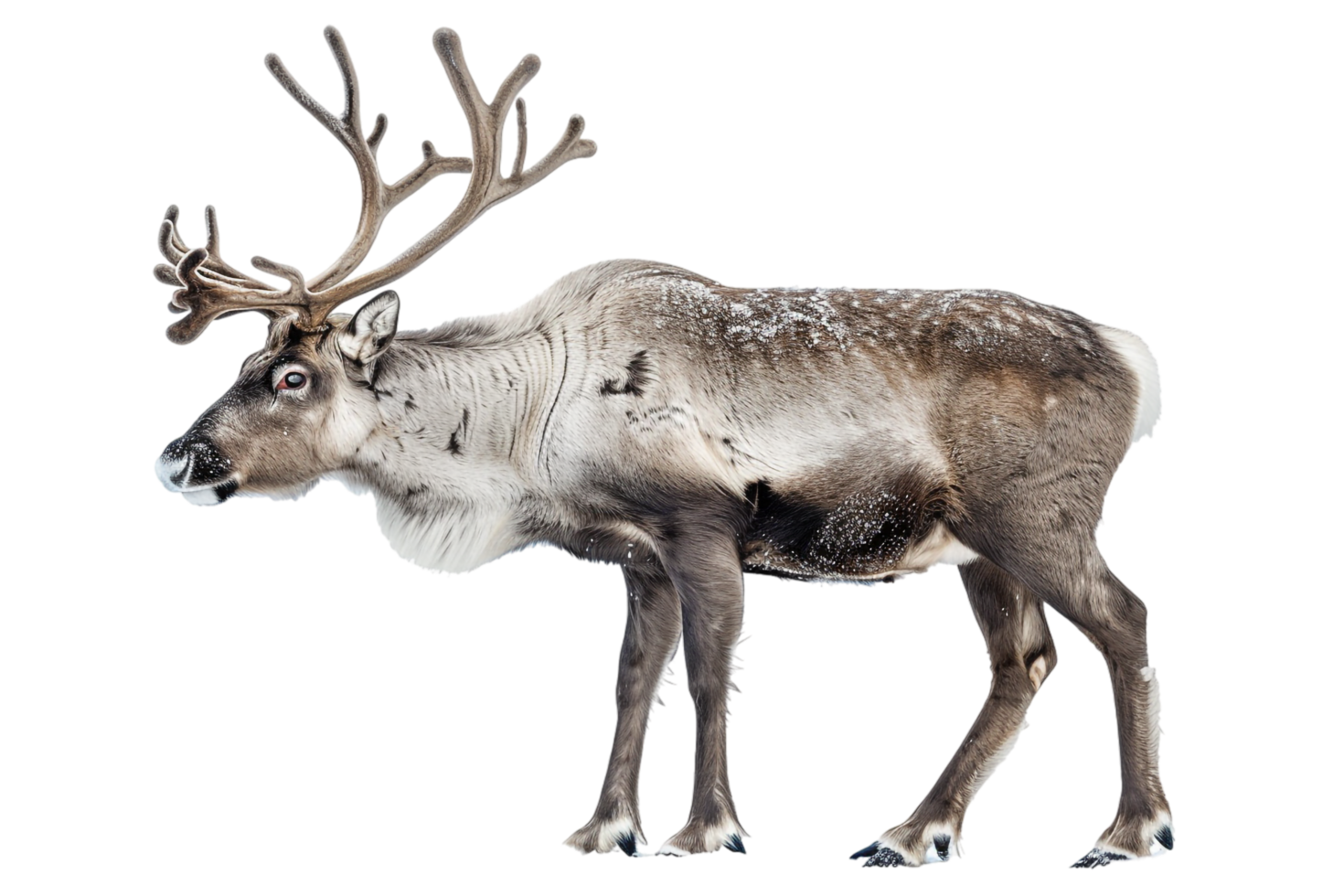 Reindeer isolated against transparent backdrop png