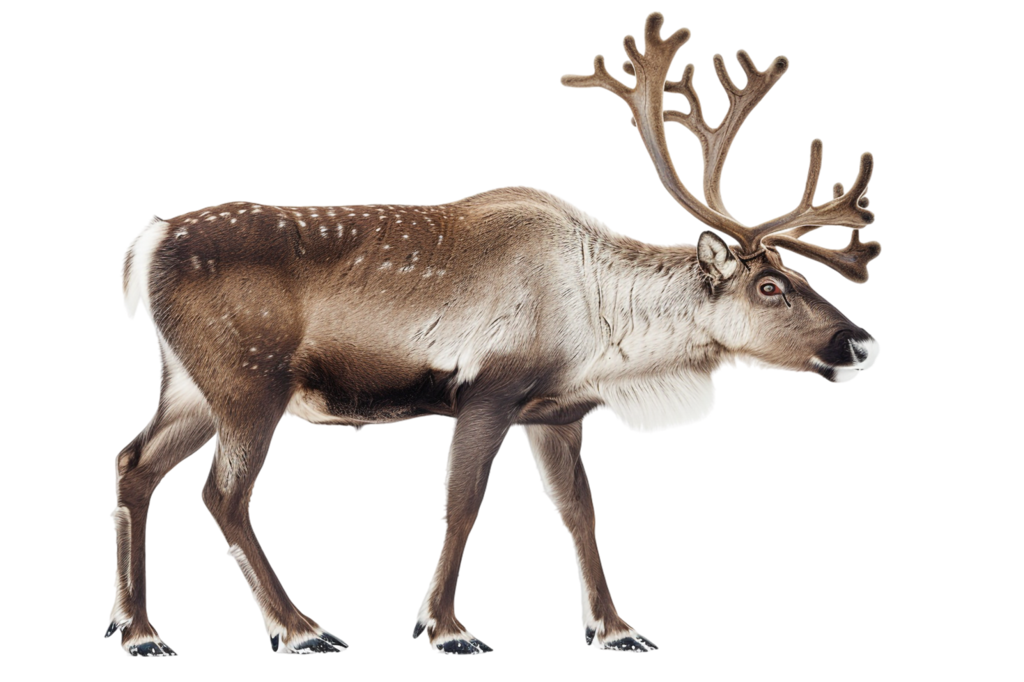 Reindeer isolated against transparent backdrop png