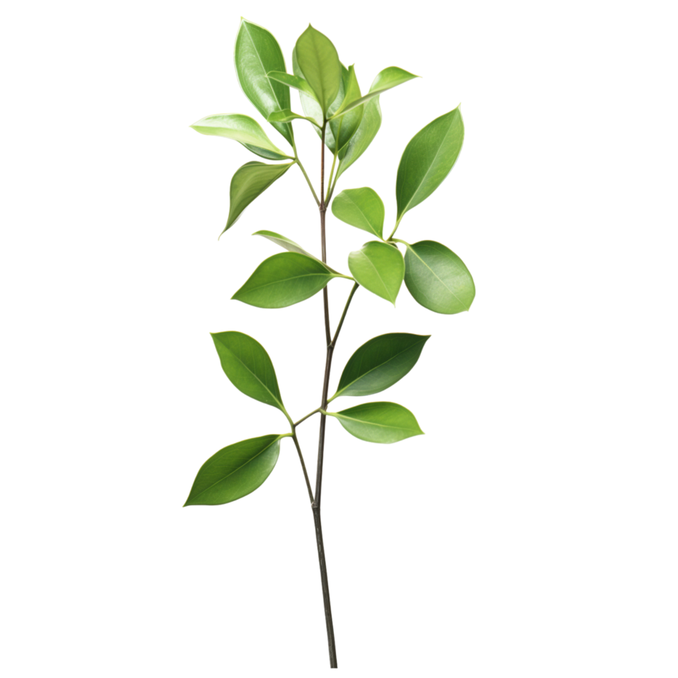 A branch of a plant with green leaves on transparent background png
