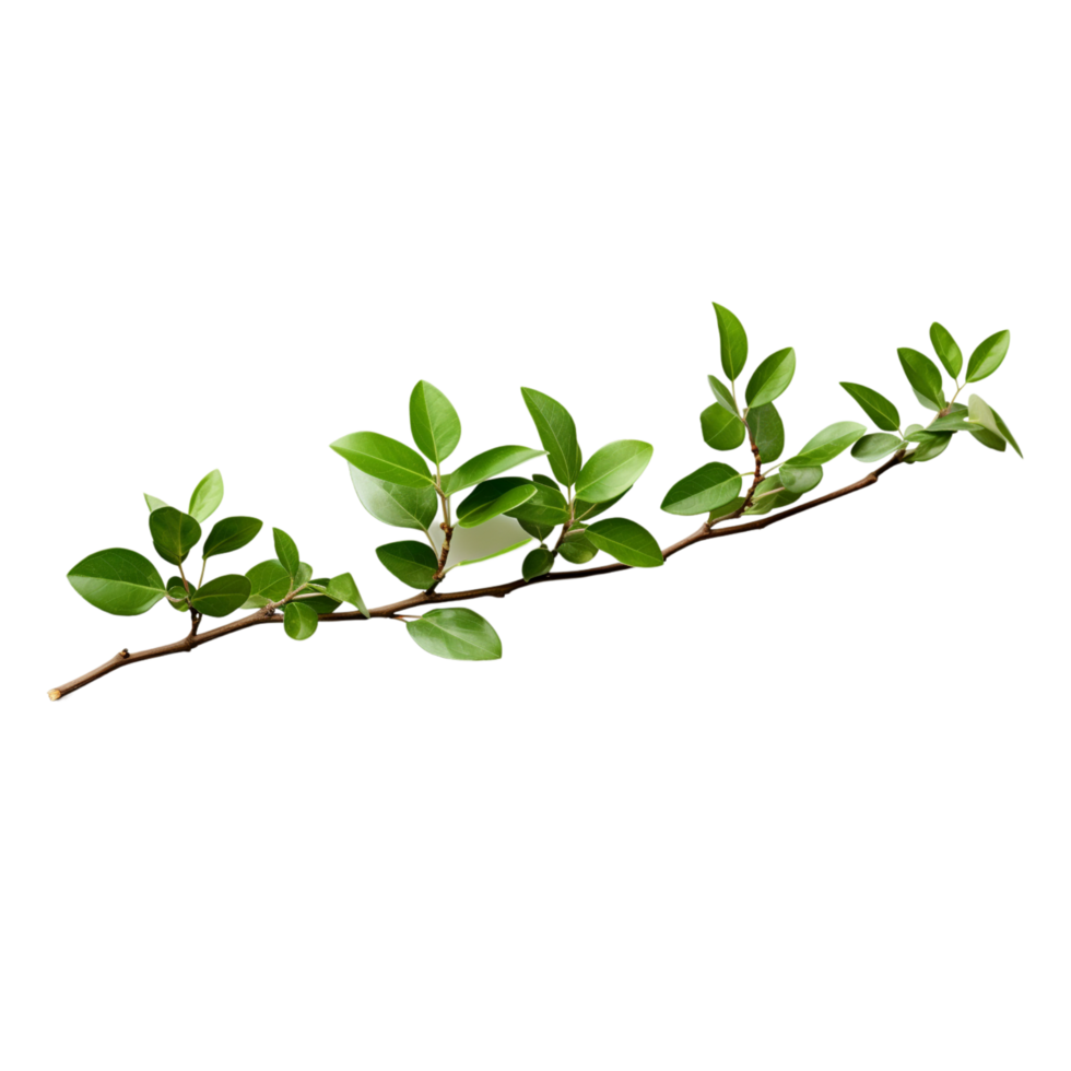 A branch of a plant with green leaves on transparent background png