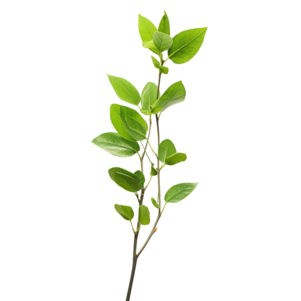 A branch of a plant with green leaves on transparent background png