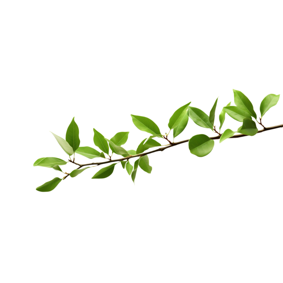 A branch of a plant with green leaves on transparent background png