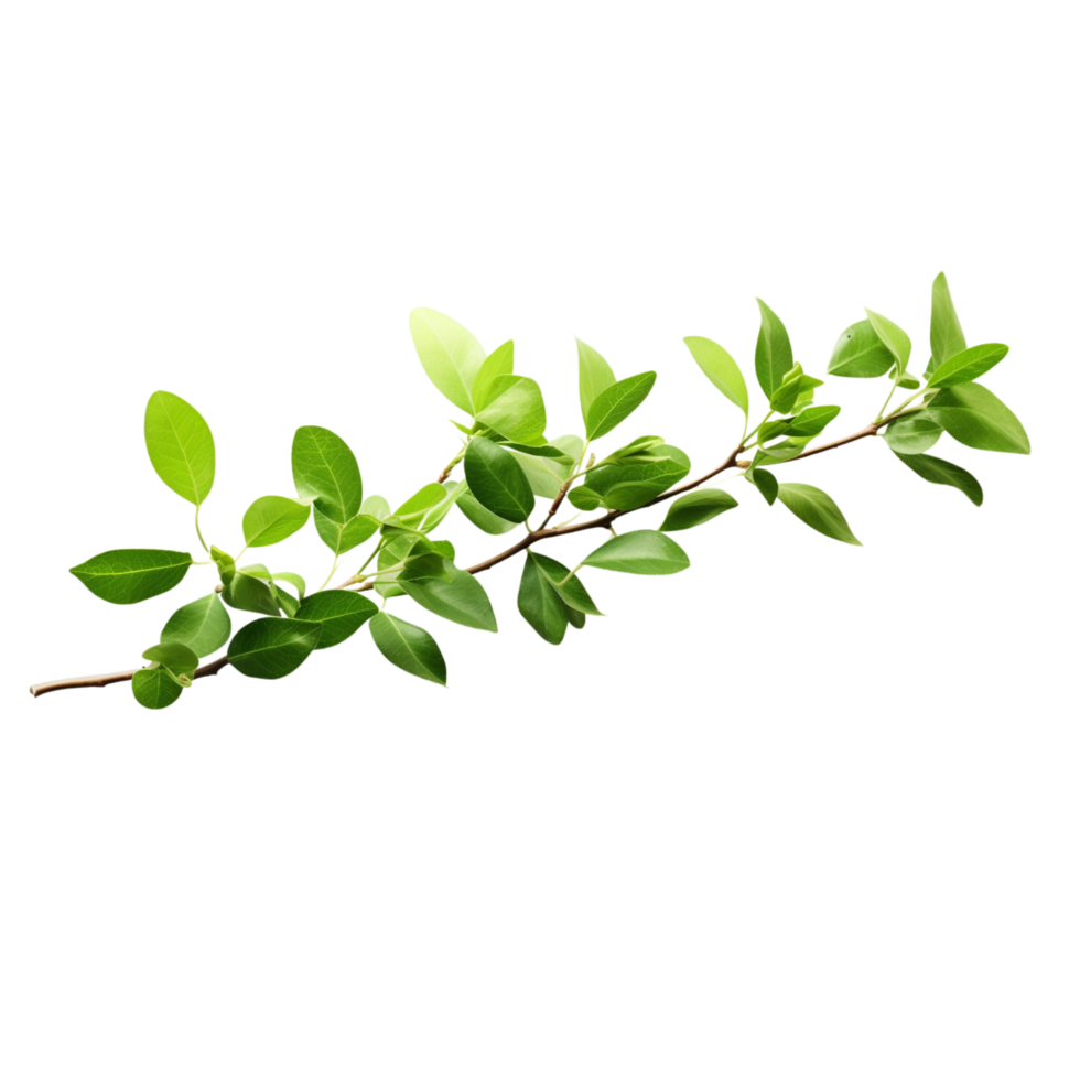 A branch of a plant with green leaves on transparent background png
