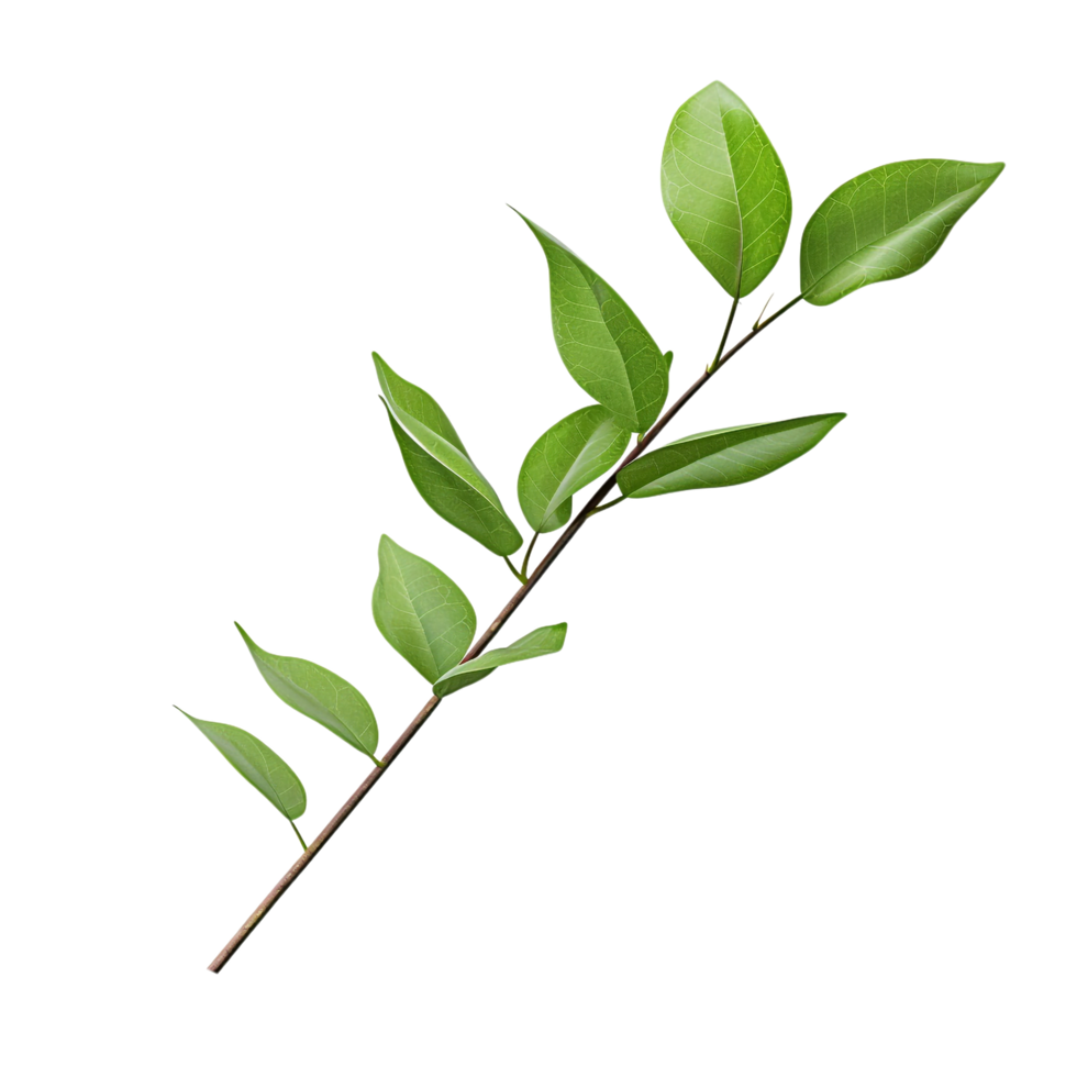 A branch of a plant with green leaves on transparent background png