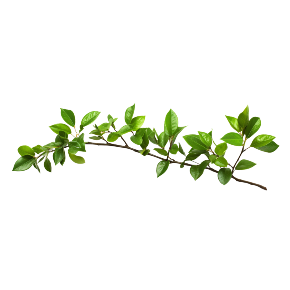 A branch of a plant with green leaves on transparent background png