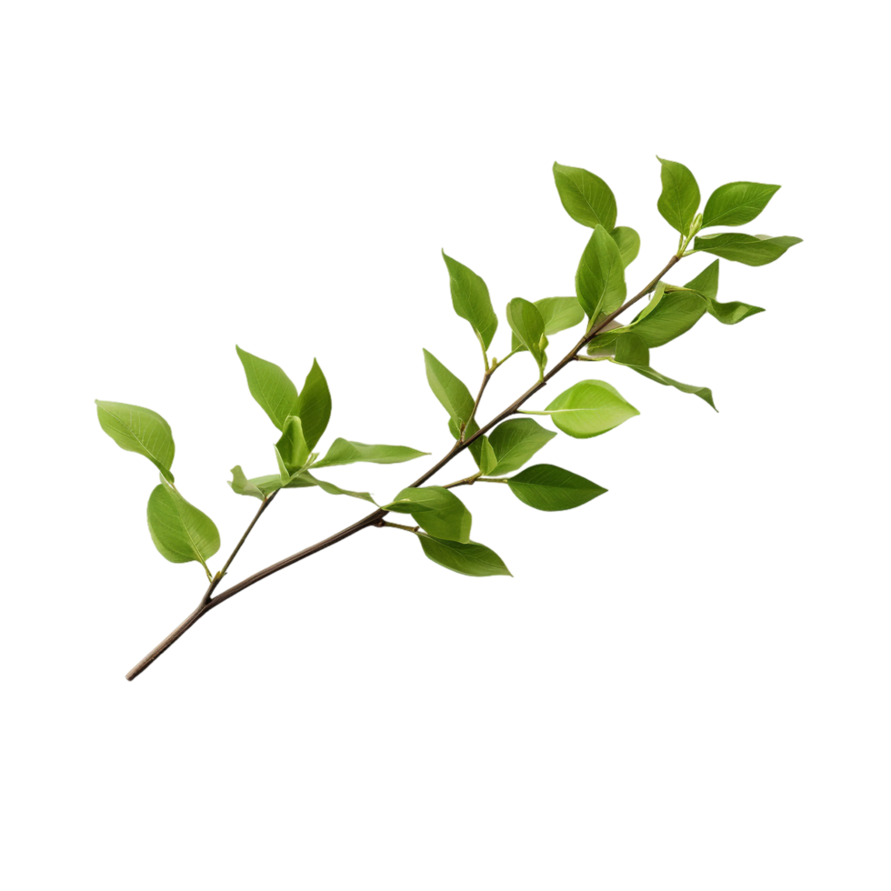 A branch of a plant with green leaves on transparent background png