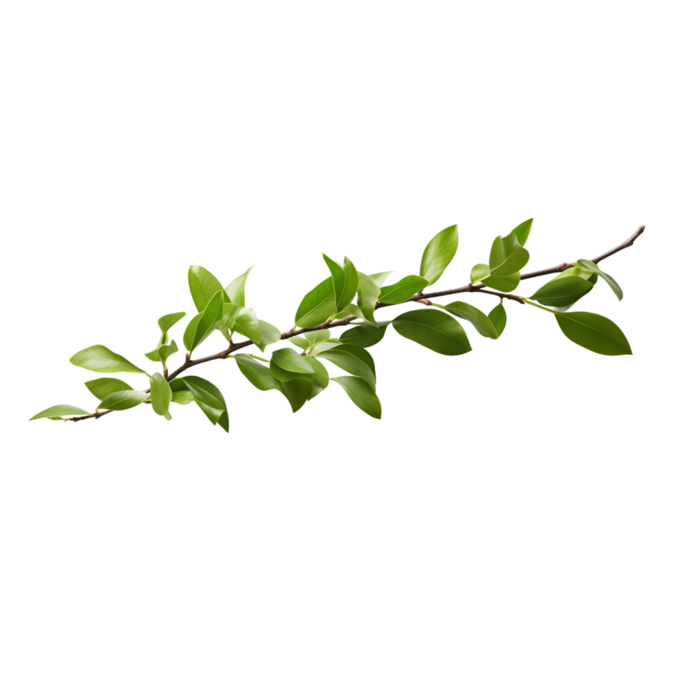 A branch of a plant with green leaves on transparent background png