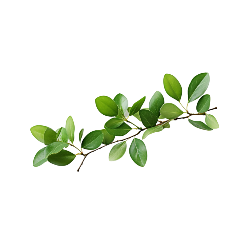 A branch of a plant with green leaves on transparent background png
