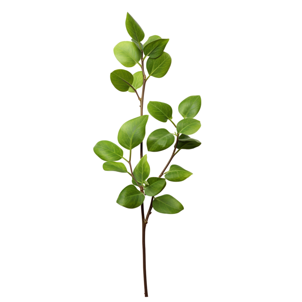 A branch of a plant with green leaves on transparent background png