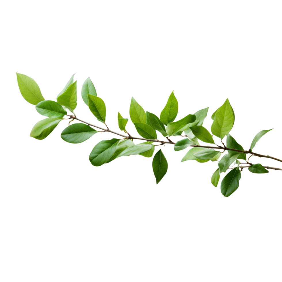 A branch of a plant with green leaves on transparent background png