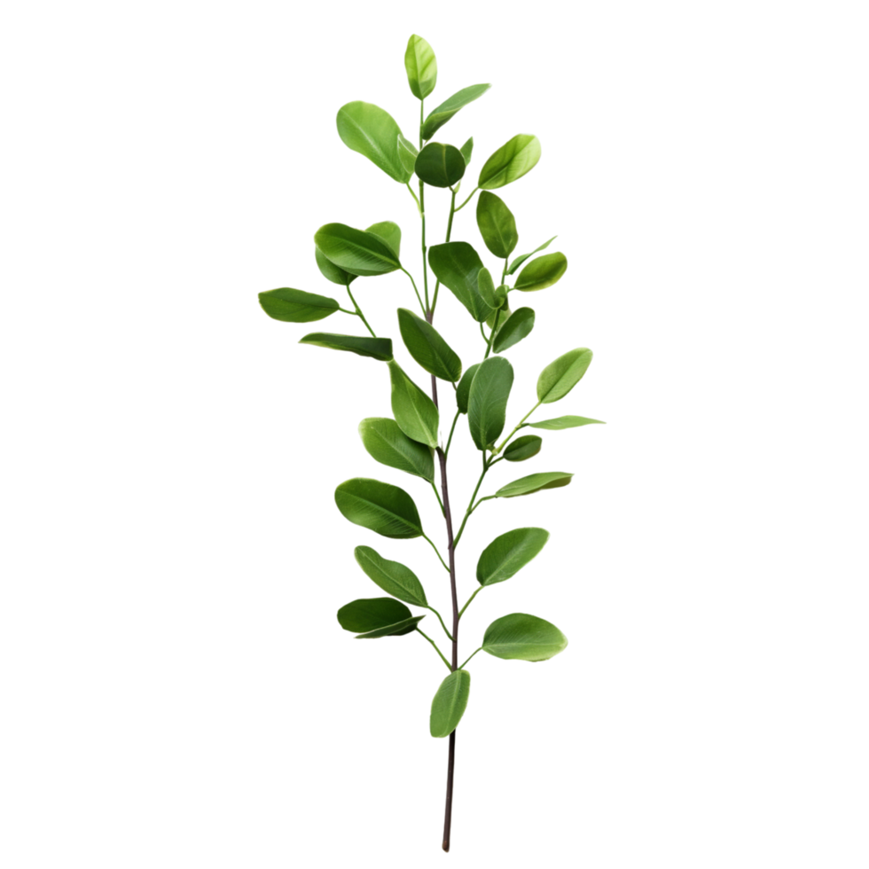 A branch of a plant with green leaves on transparent background png