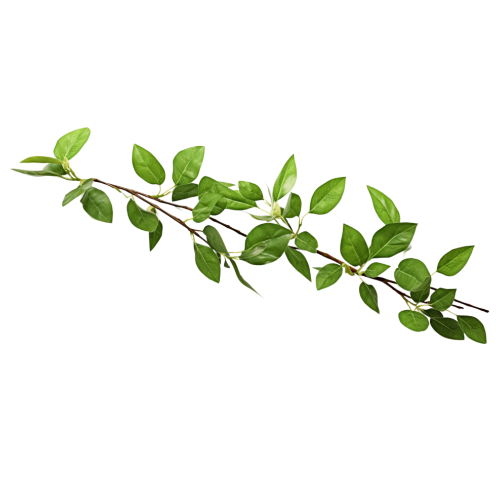 A branch of a plant with green leaves on transparent background png