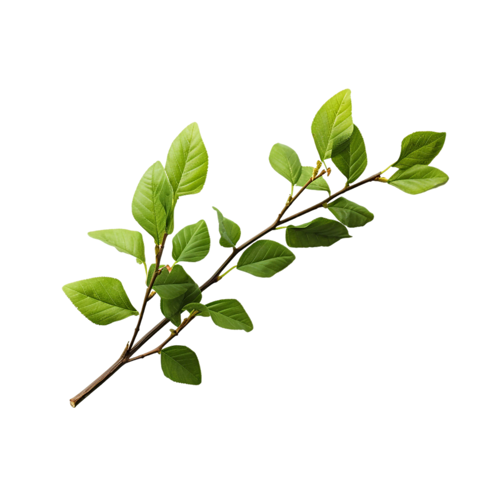 A branch of a plant with green leaves on transparent background png
