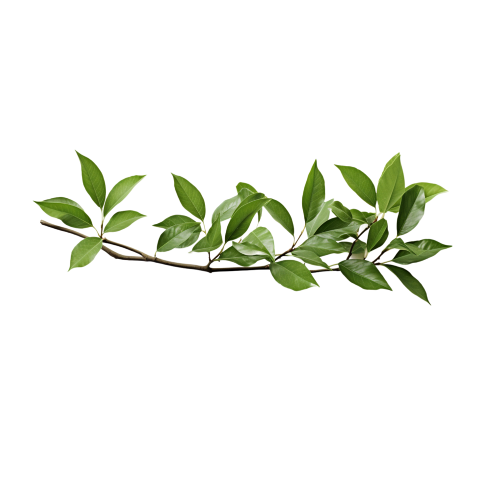 A branch of a plant with green leaves on transparent background png