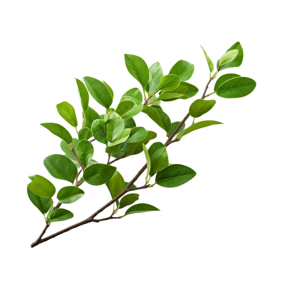 A branch of a plant with green leaves on transparent background png