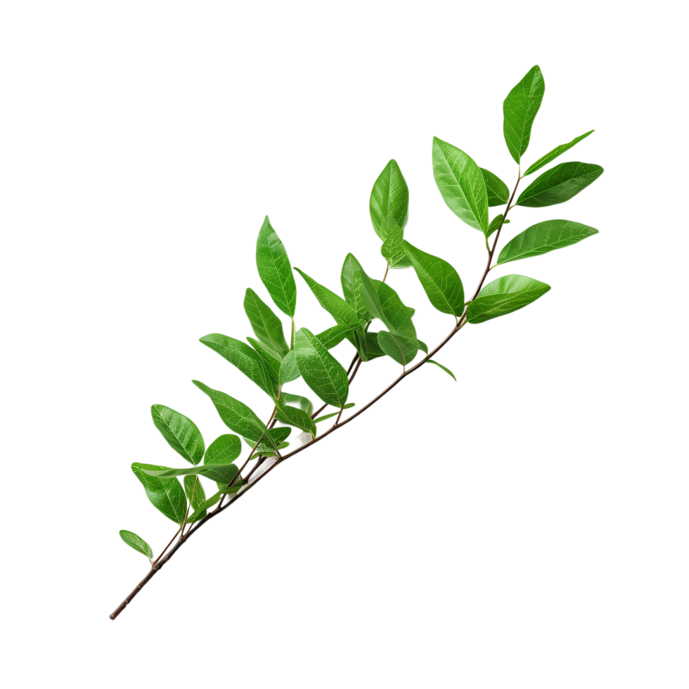 A branch of a plant with green leaves on transparent background png