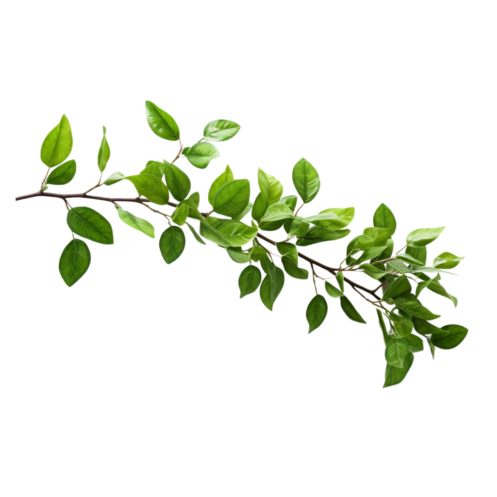 A branch of a plant with green leaves on transparent background png