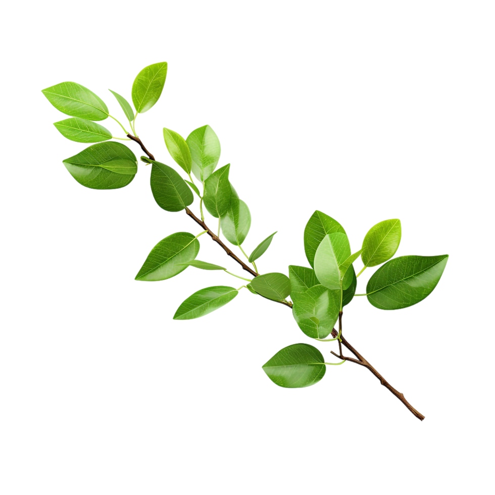 A branch of a plant with green leaves on transparent background png