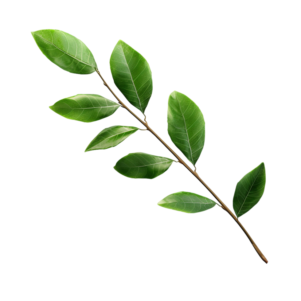 A branch of a plant with green leaves on transparent background png