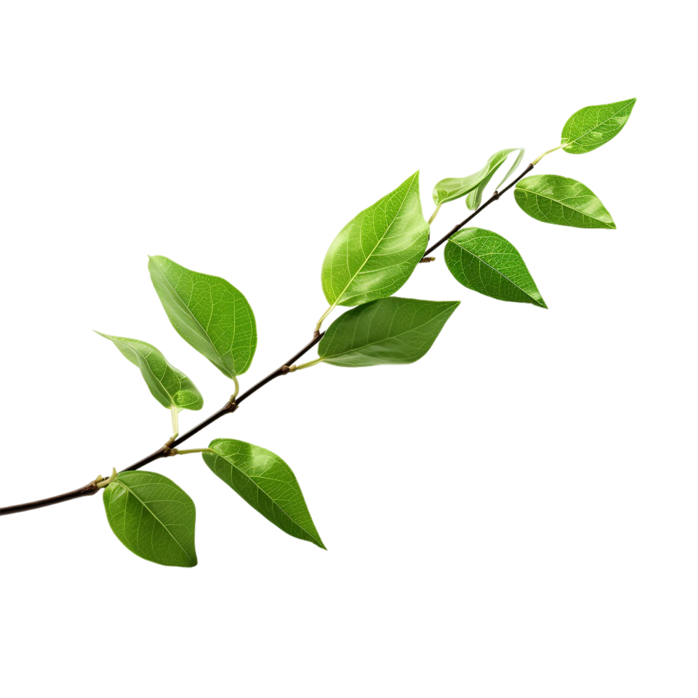 A branch of a plant with green leaves on transparent background png