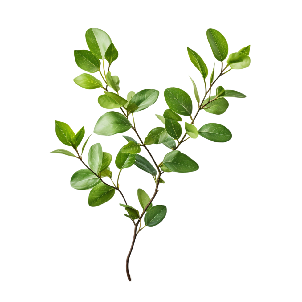A branch of a plant with green leaves on transparent background png