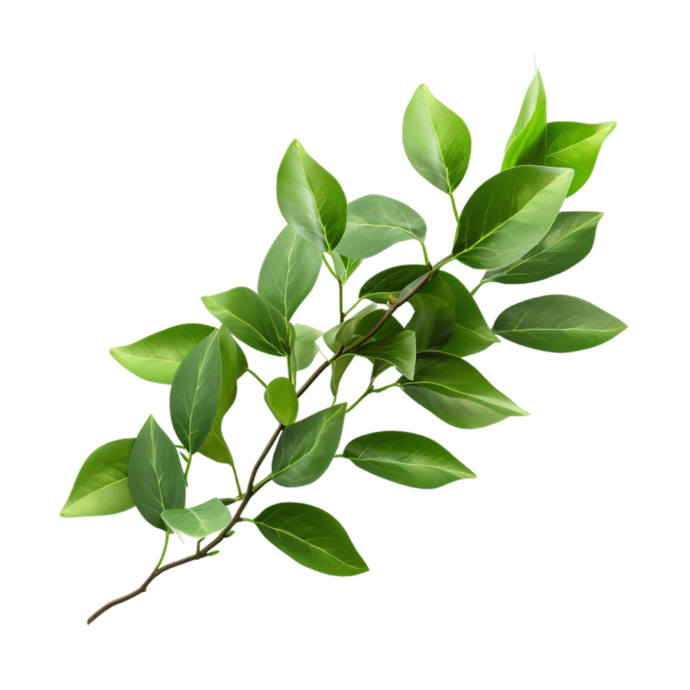 A branch of a plant with green leaves on transparent background png