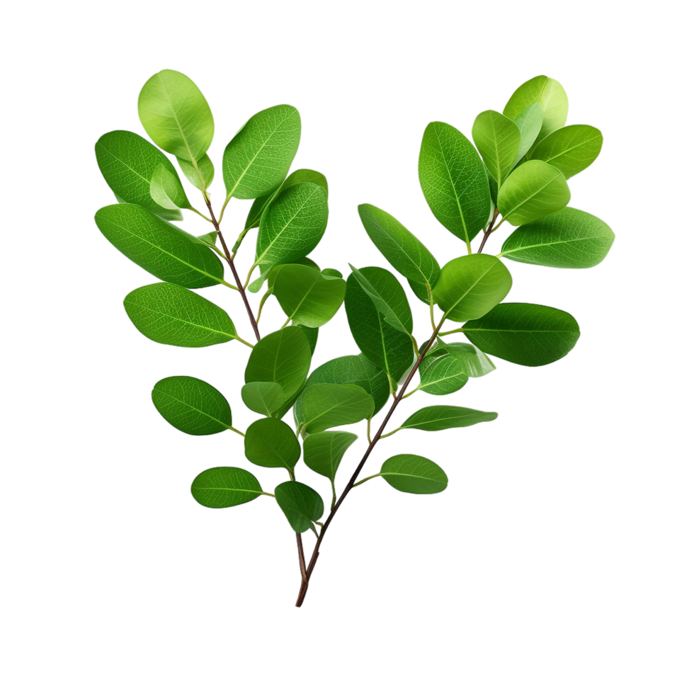 A branch of a plant with green leaves on transparent background png