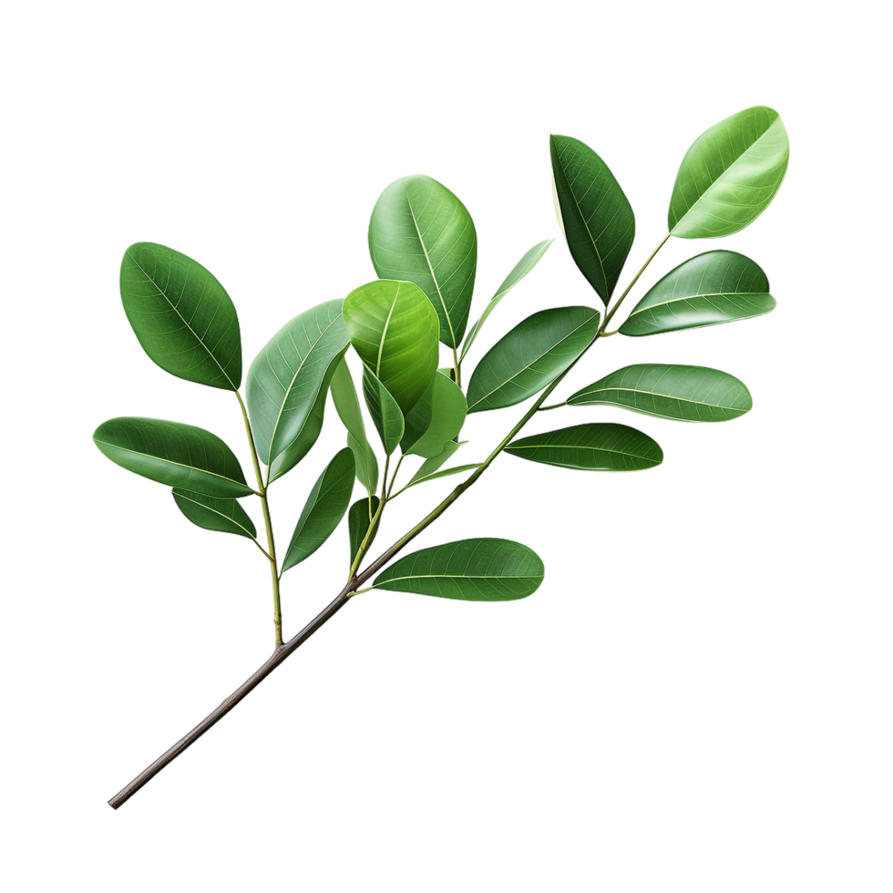 A branch of a plant with green leaves on transparent background png