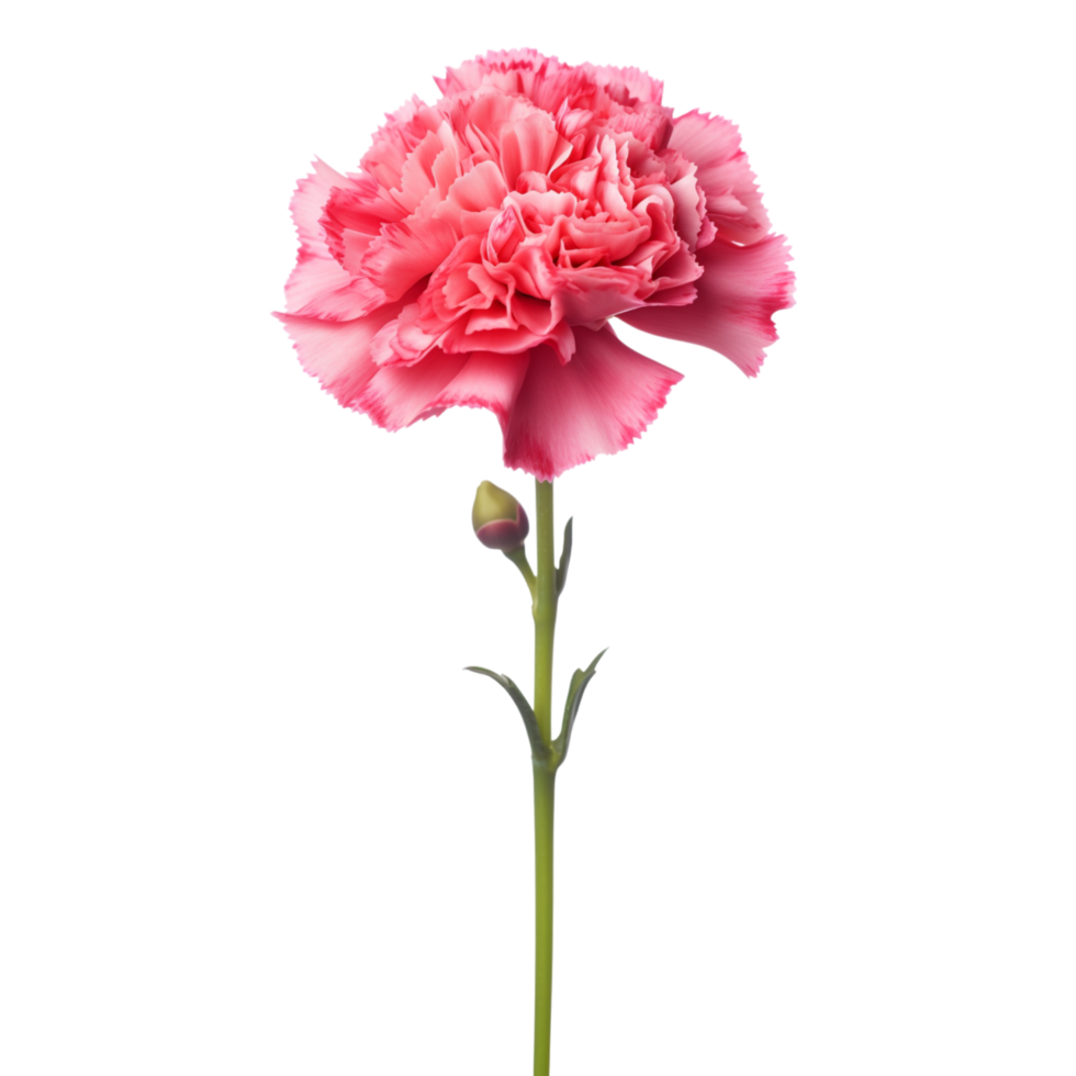 Carnation flower on transparent background png