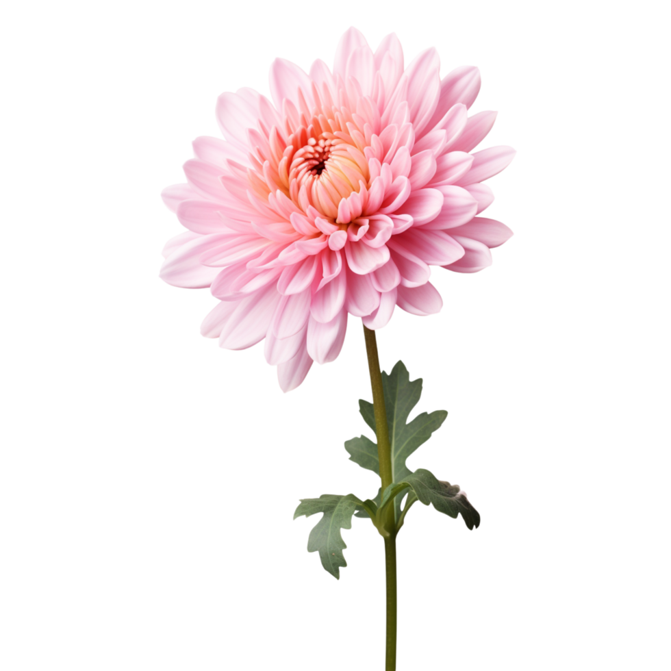 Chrysanthemum flower on transparent background png