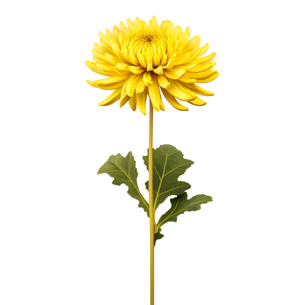 Chrysanthemum flower on transparent background png