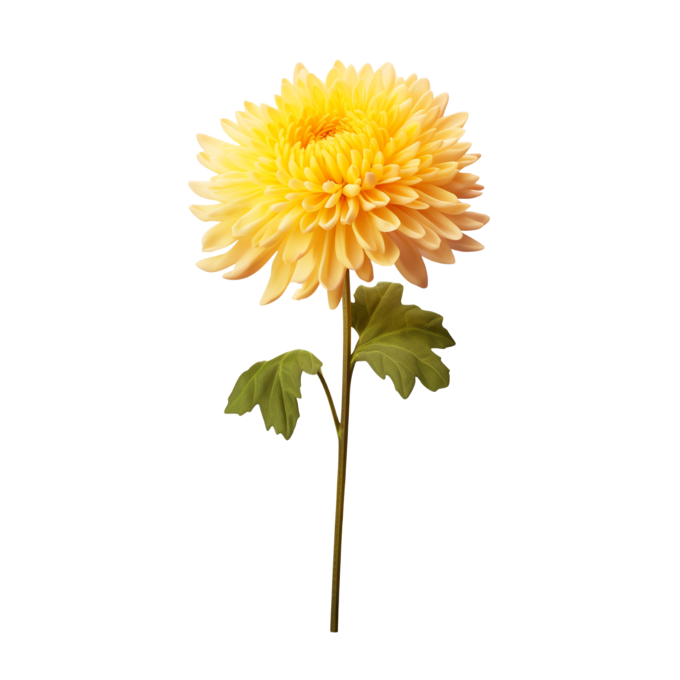 Chrysanthemum flower on transparent background png