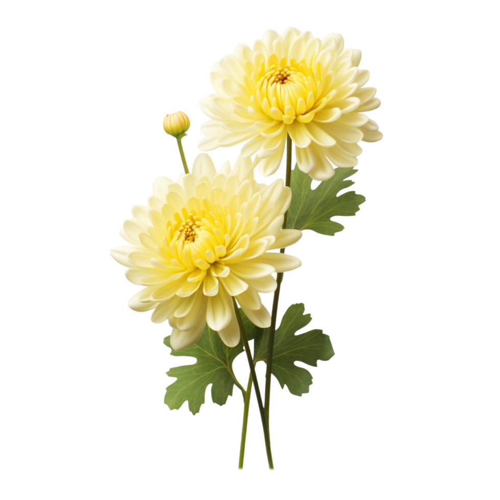Chrysanthemum flower on transparent background png
