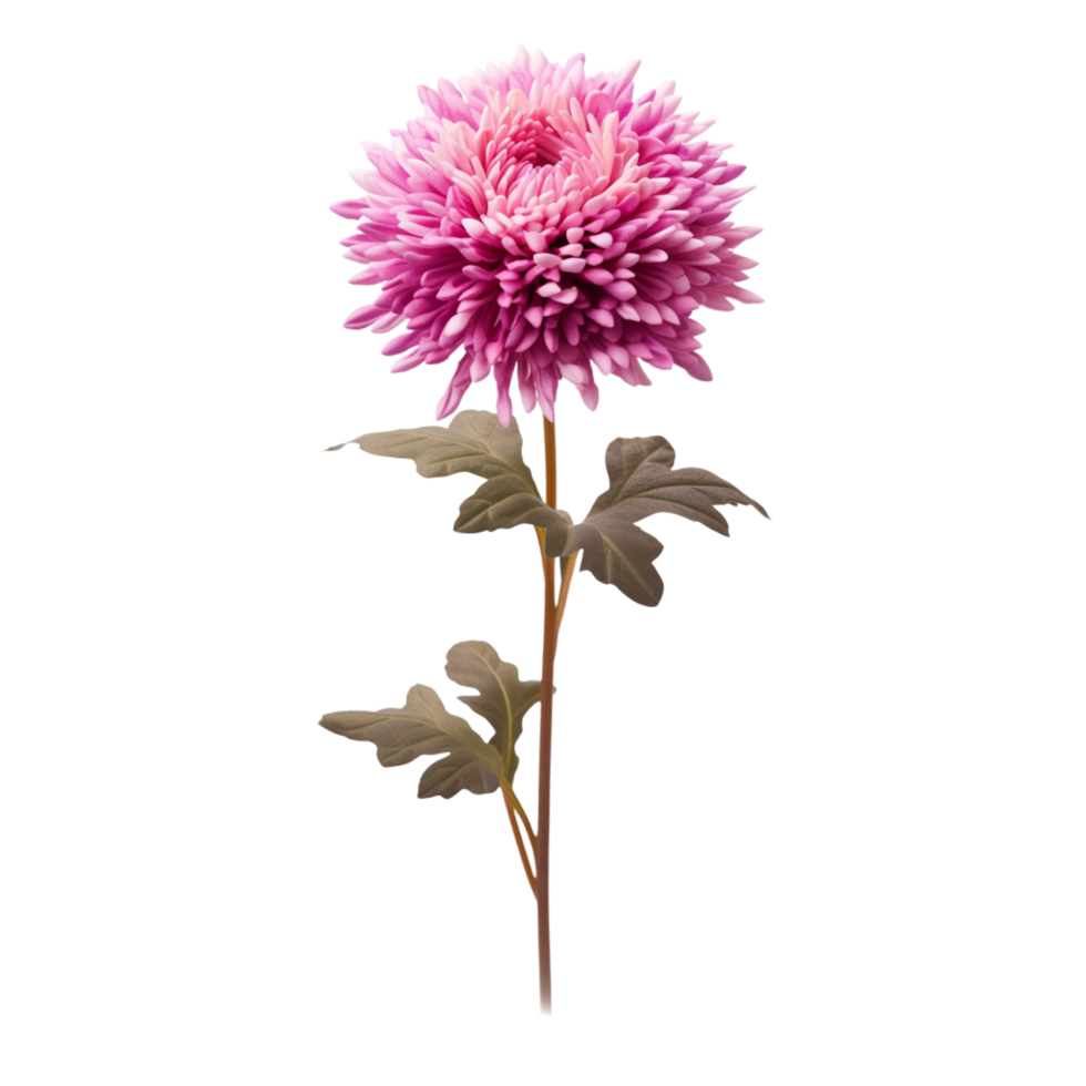 Chrysanthemum flower on transparent background png