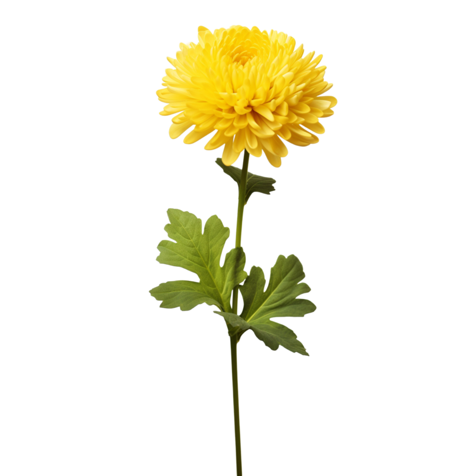 Chrysanthemum flower on transparent background png