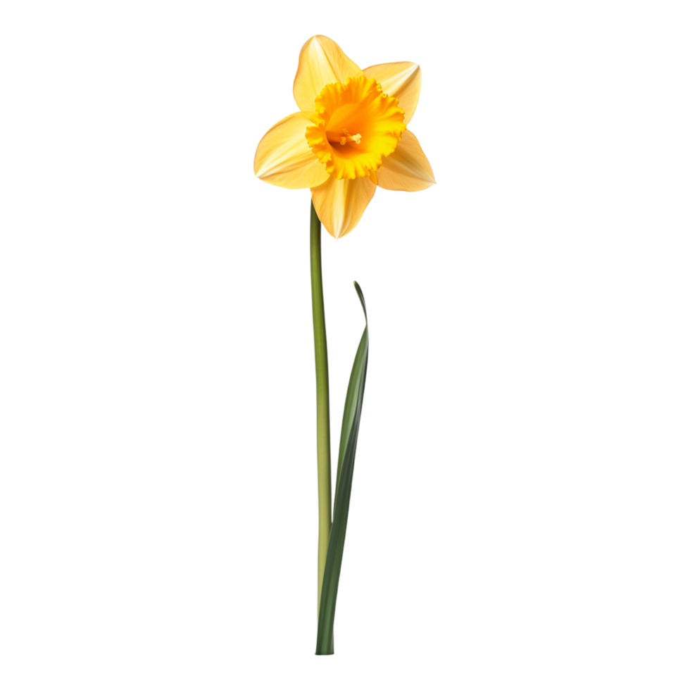 Daffodil flower on transparent background png