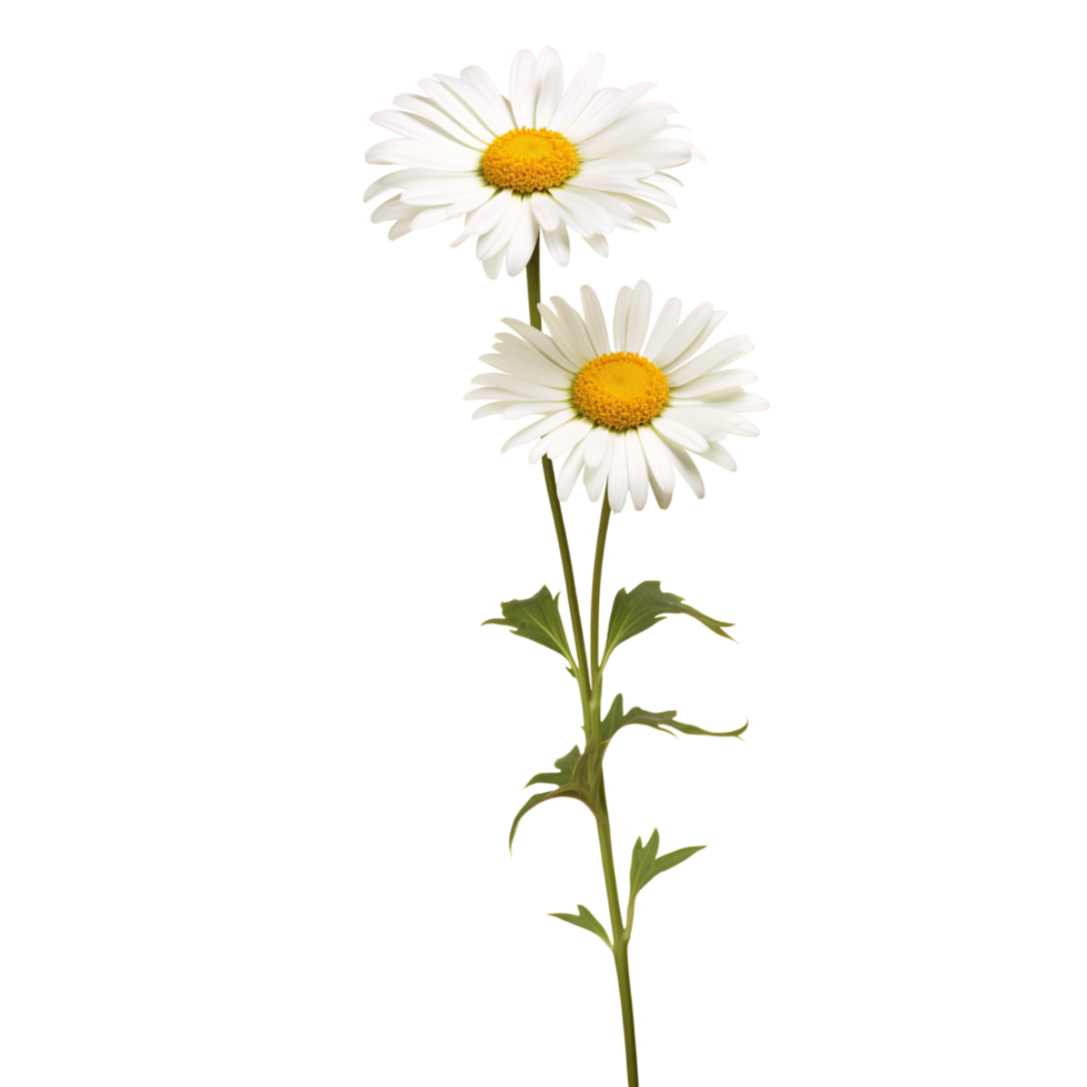 Daisy flower on transparent background png
