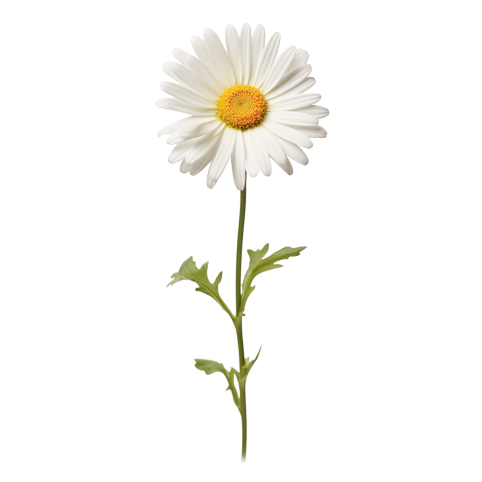 Daisy flower on transparent background png