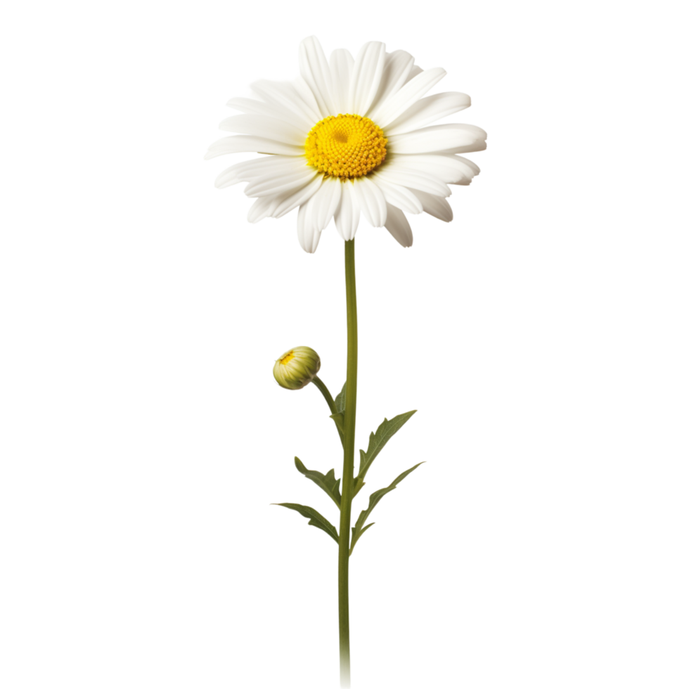 Daisy flower on transparent background png