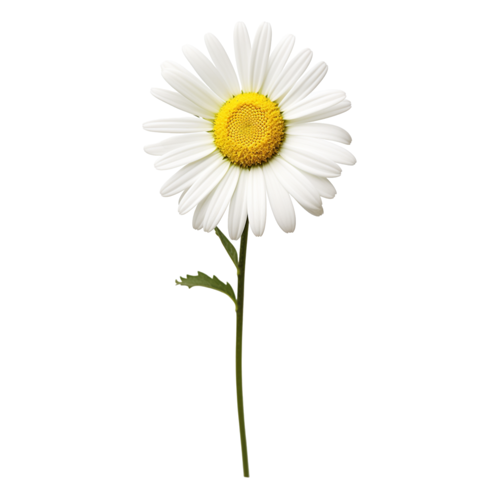 Daisy flower on transparent background png