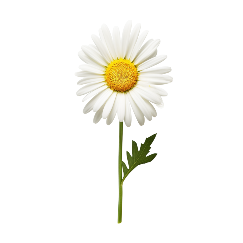 Daisy flower on transparent background 47826995 PNG