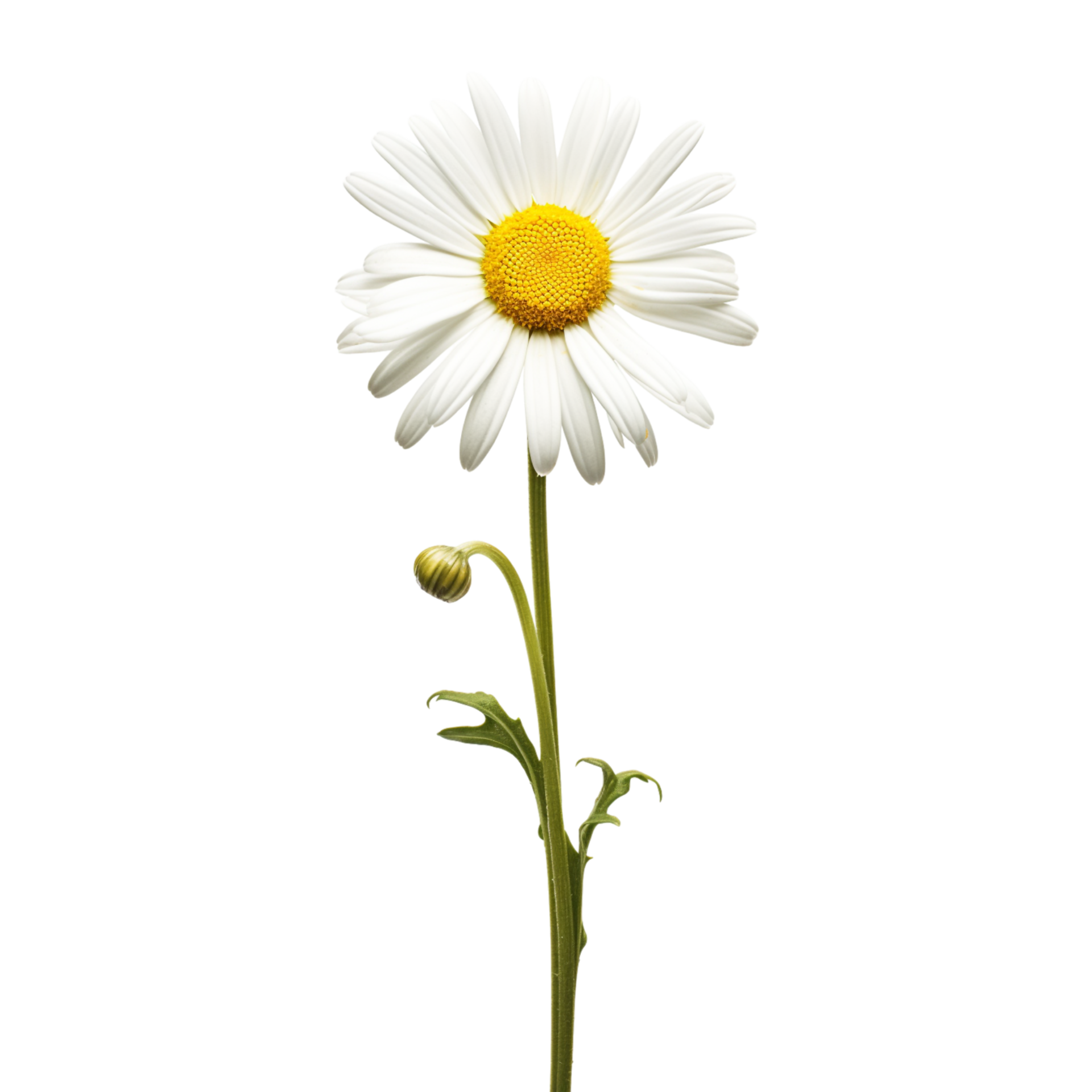 Daisy flower on transparent background 47826996 PNG