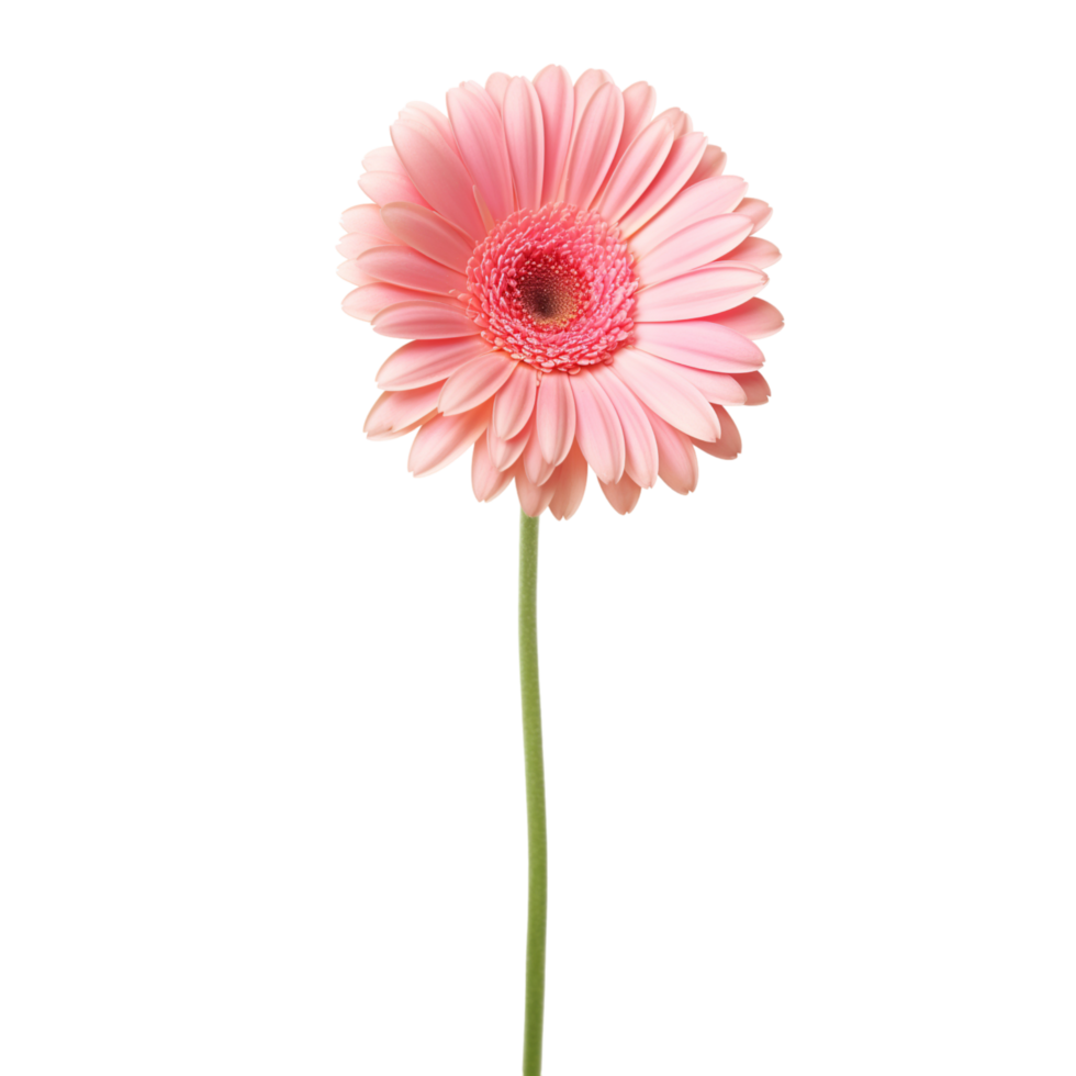 Gerbera Daisy flower on transparent background png