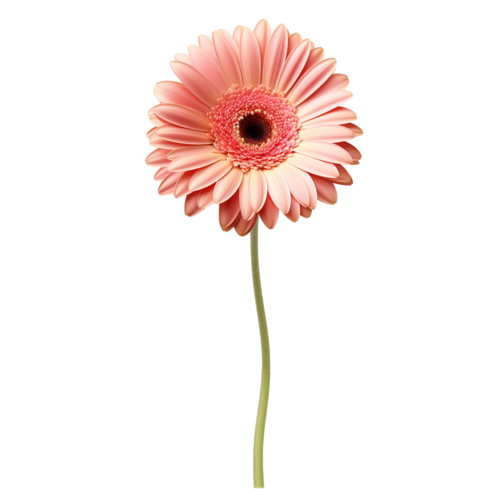 Gerbera Daisy flower on transparent background png