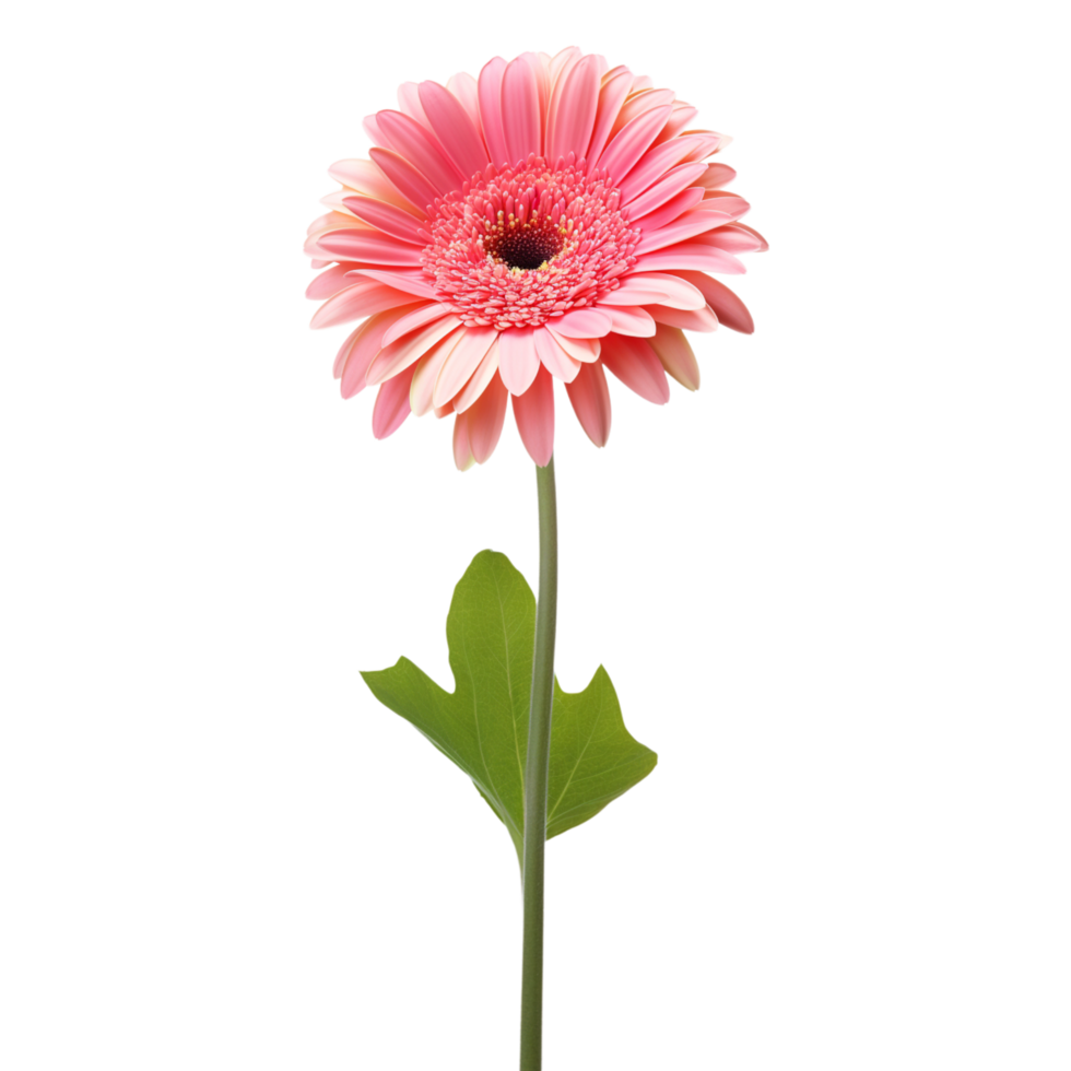 Gerbera Daisy flower on transparent background png