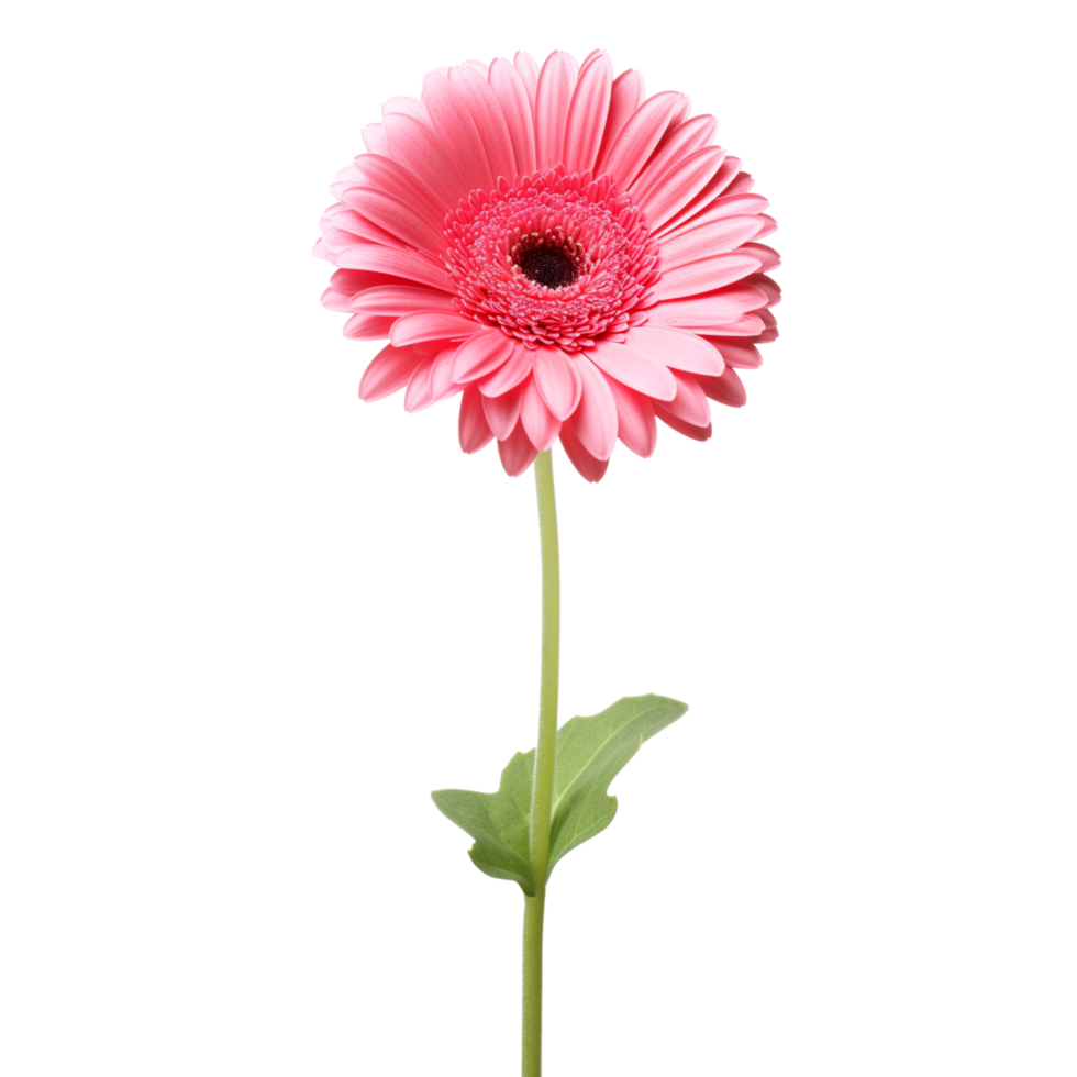 Gerbera Daisy flower on transparent background png